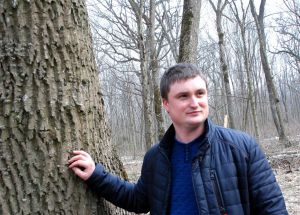 Перевагу надають дубу і ясену